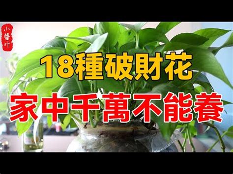 陽台雞蛋花風水